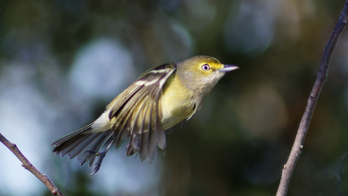 White-eyed Vireo - Bob Scheidt