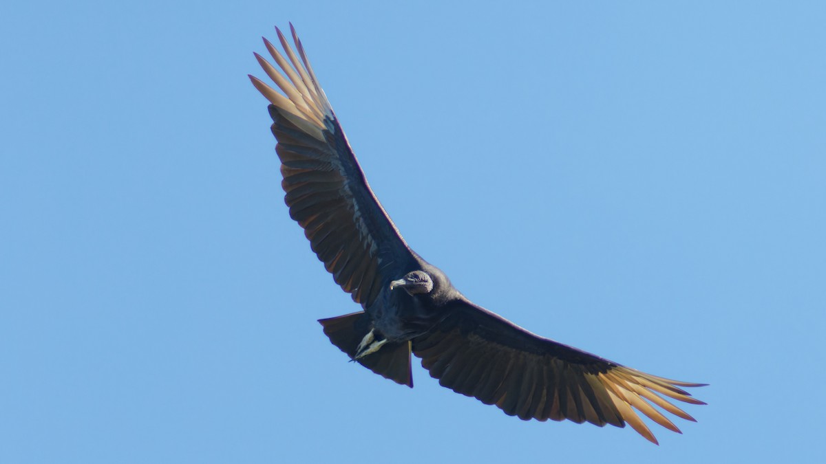 Black Vulture - Bob Scheidt