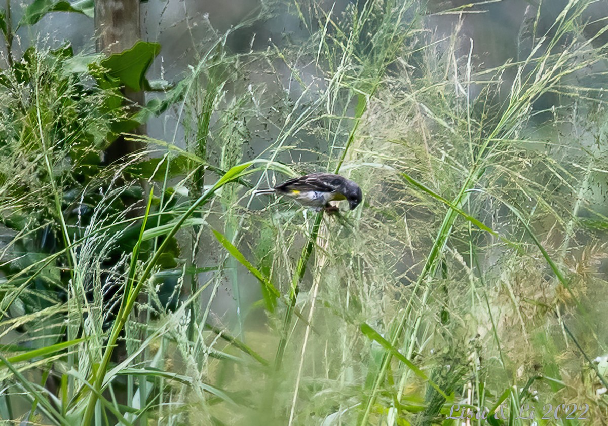 Lemon-breasted Seedeater - ML522986541