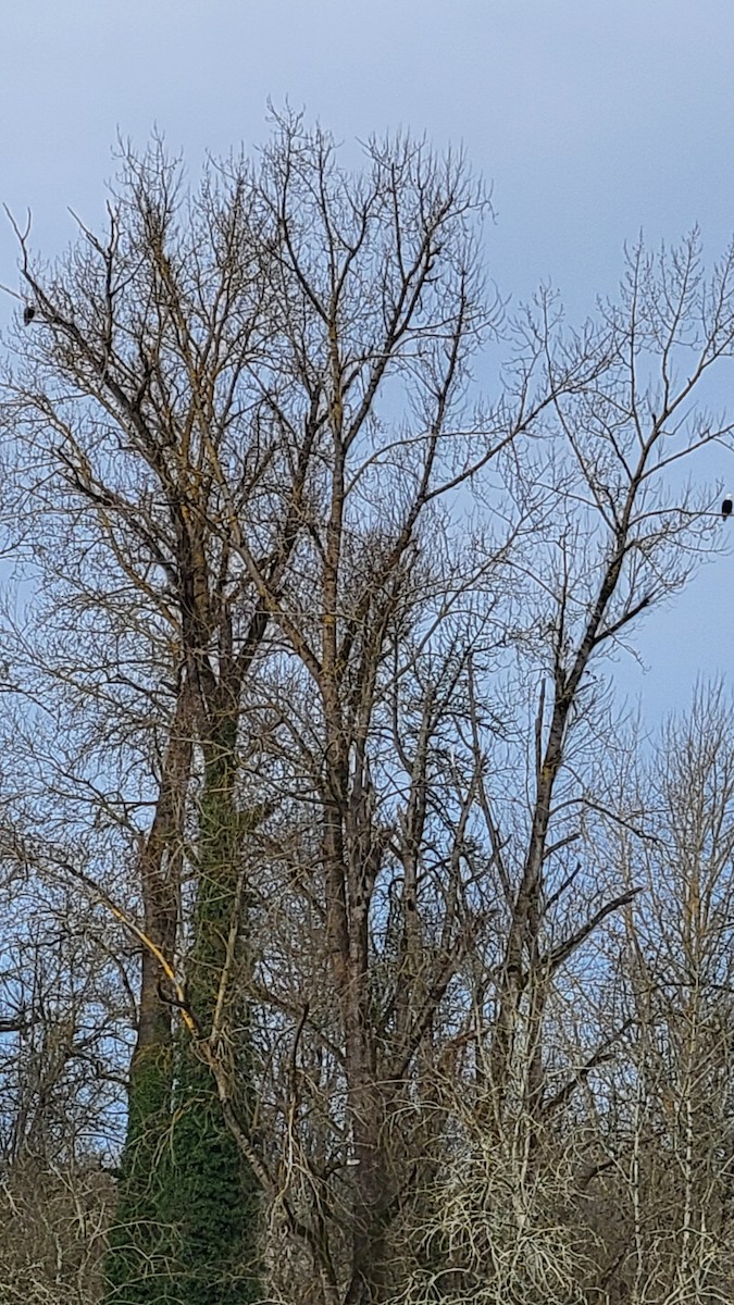 Bald Eagle - ML522987021