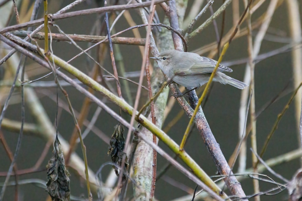 Common Chiffchaff (Siberian) - ML522987881