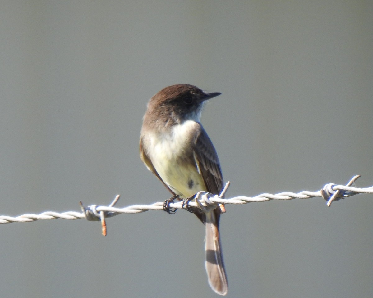 Eastern Phoebe - ML522988991