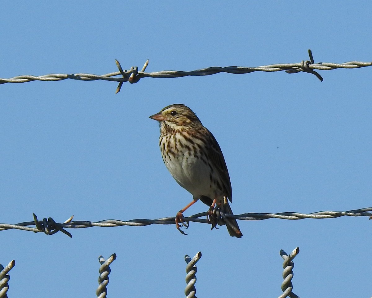 Savannah Sparrow - ML522989161