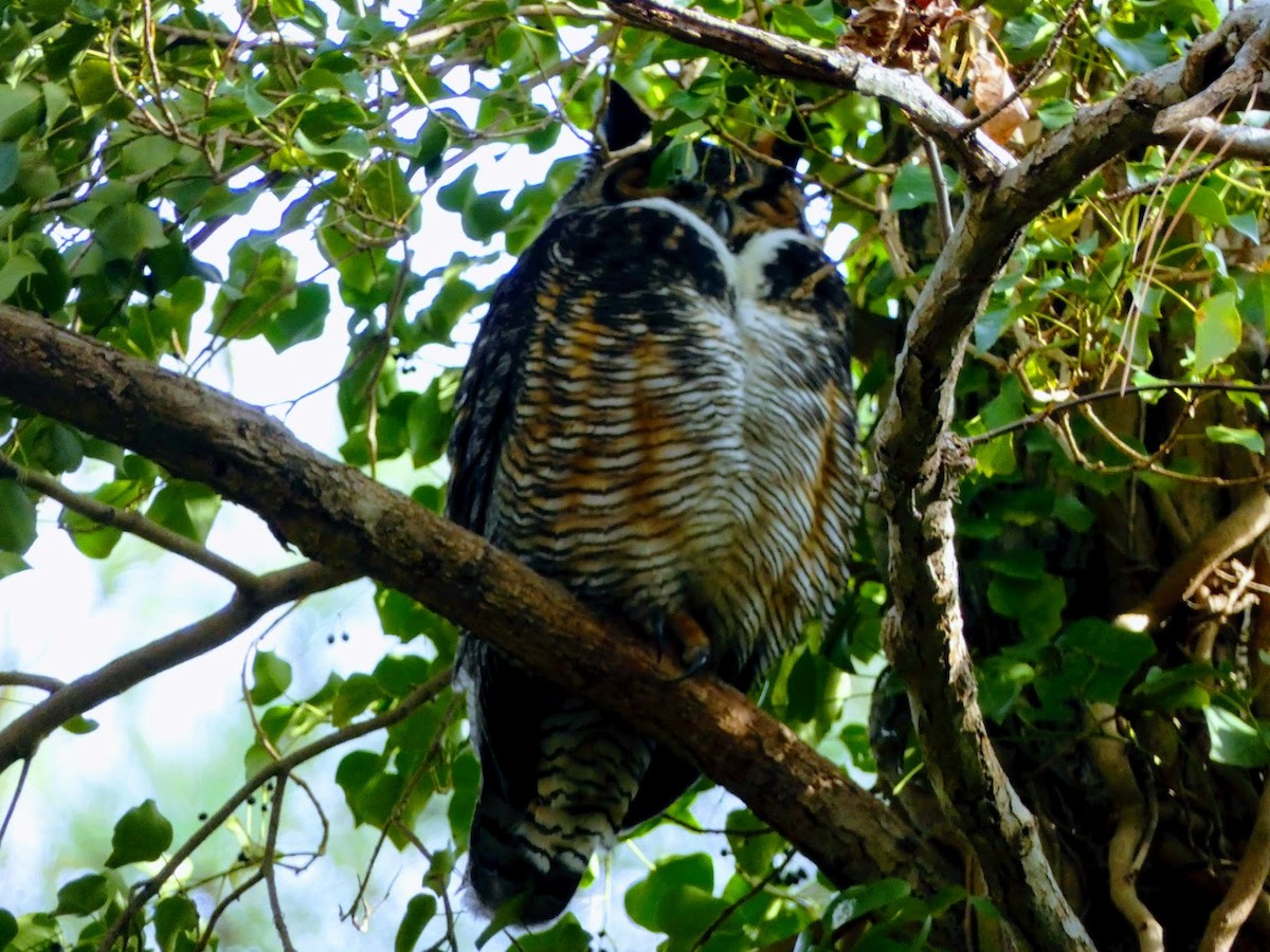 Great Horned Owl - ML522989251