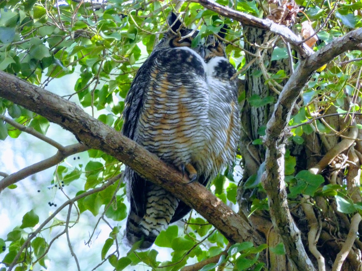 Great Horned Owl - ML522989261