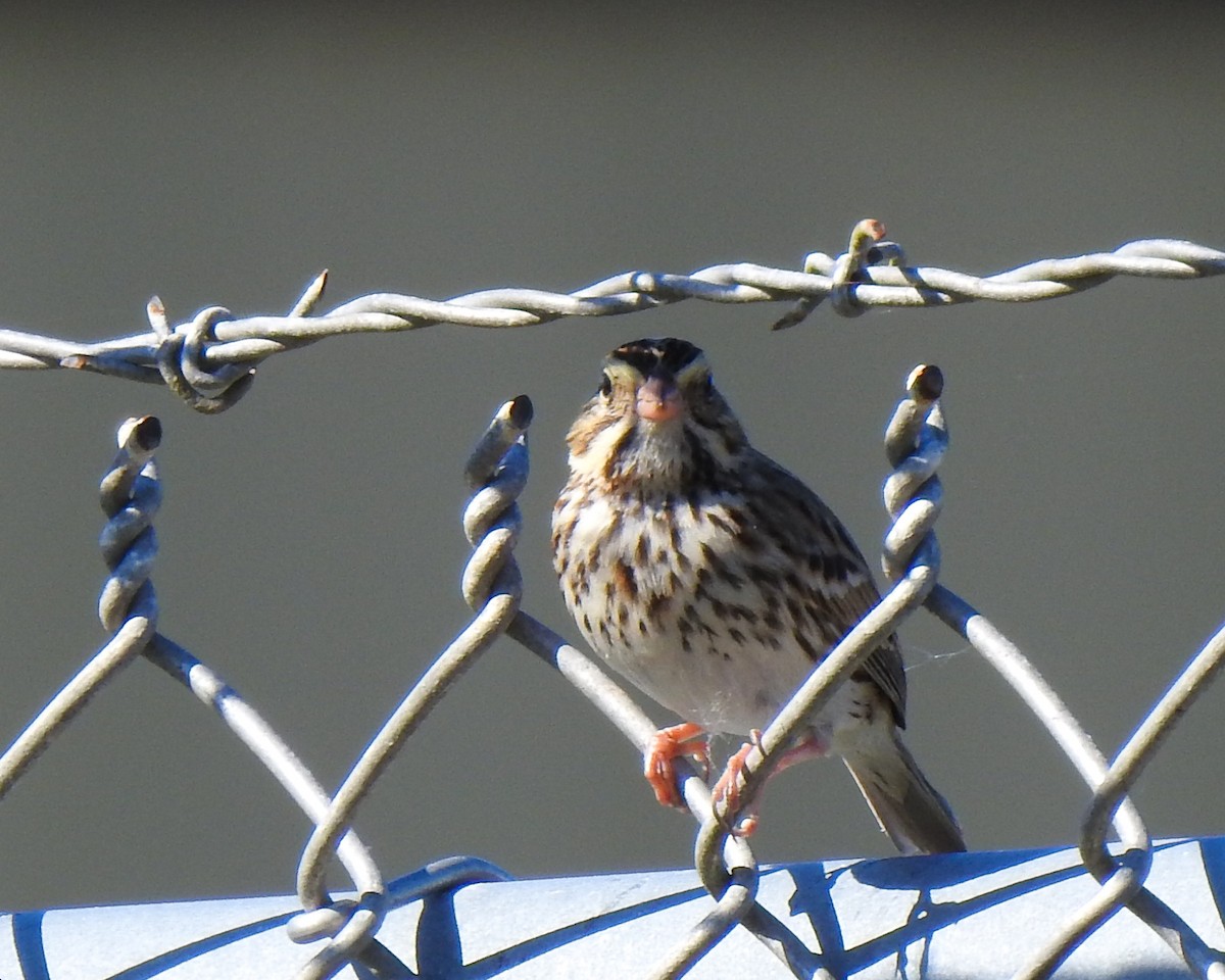 Savannah Sparrow - ML522989351
