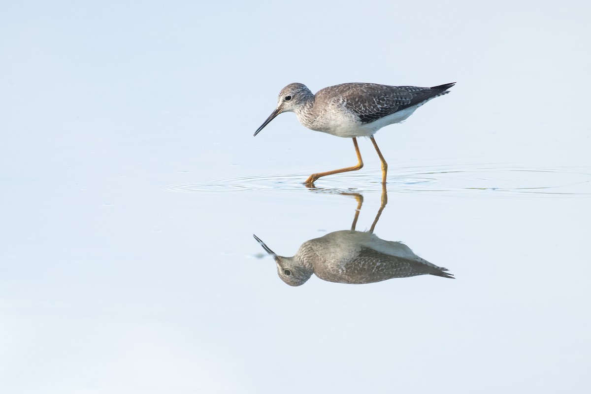 Lesser Yellowlegs - Leo Damrow