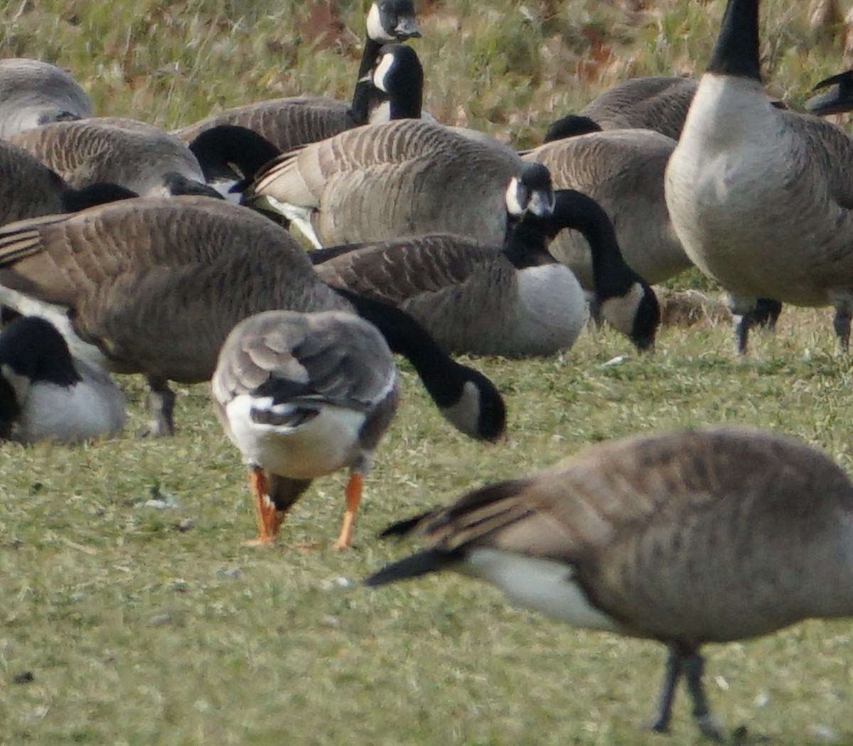 Greater White-fronted Goose - Melody Ragle