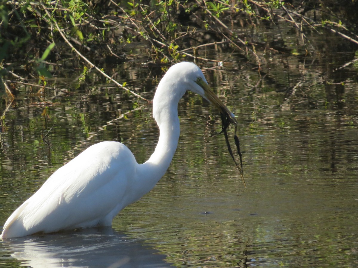 Grande Aigrette - ML522990741