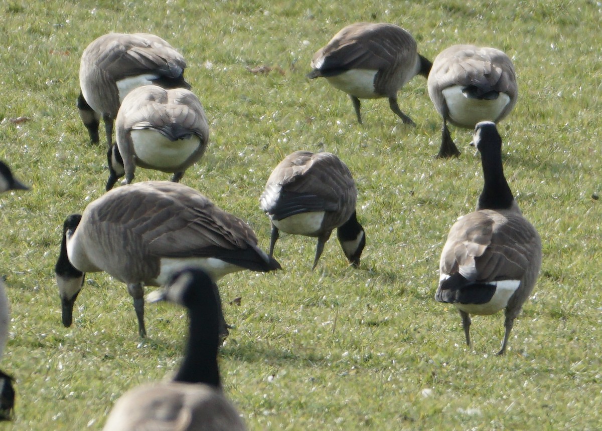 Cackling Goose - Melody Ragle