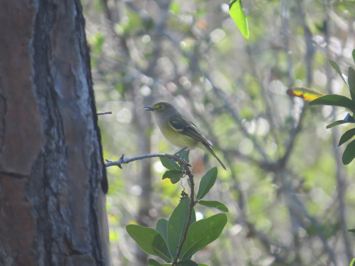 White-eyed Vireo - ML522991001