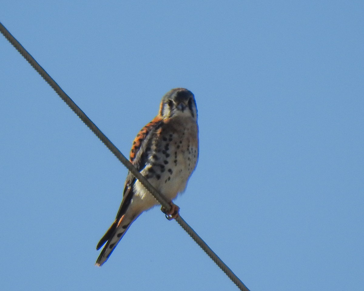 American Kestrel - ML522991551