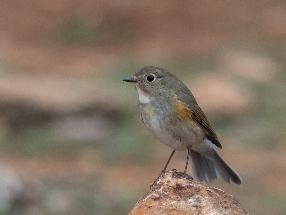 Red-flanked Bluetail - Fernando Alonso