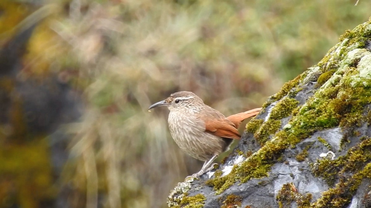 Striated Earthcreeper - ML522991821