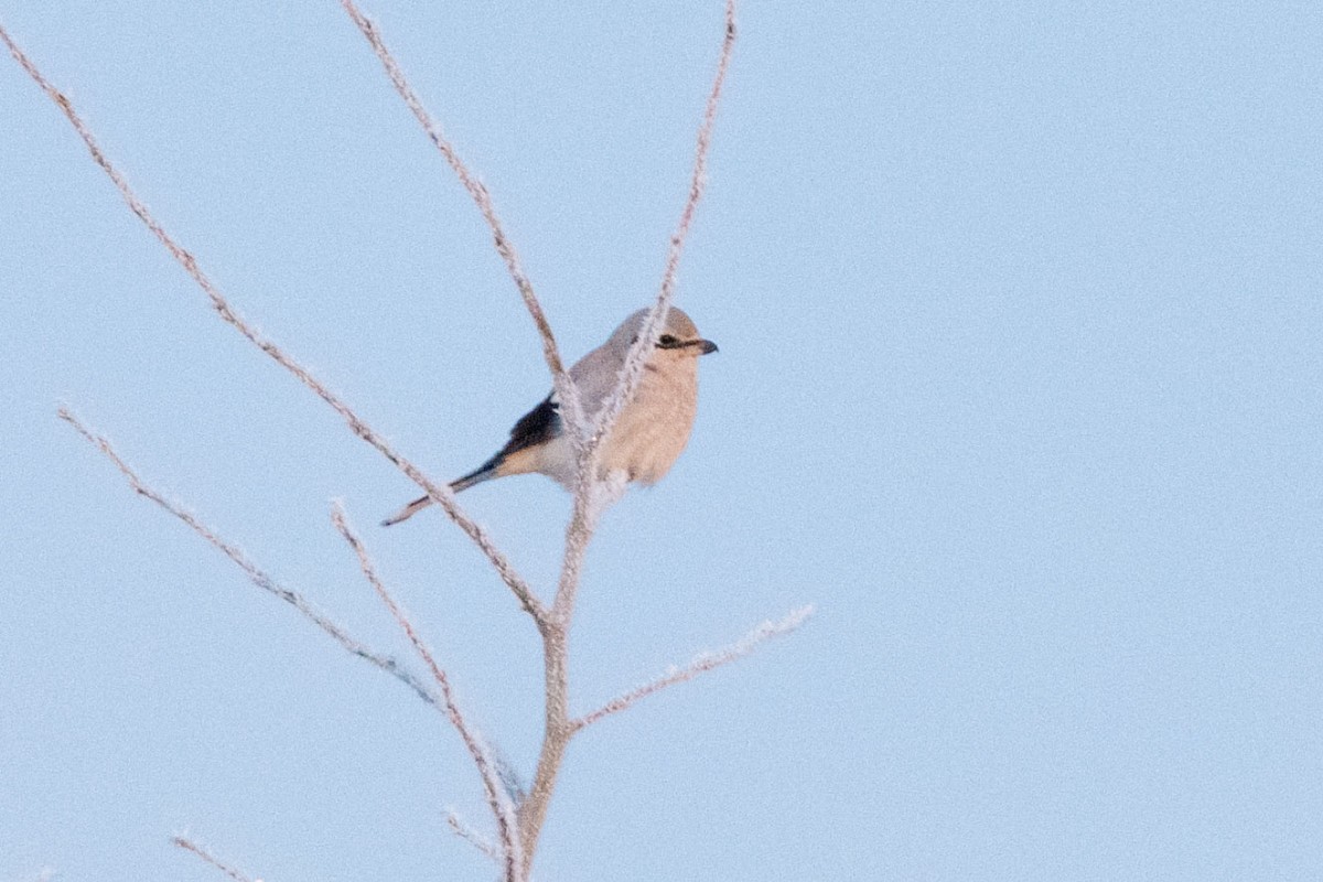 Northern Shrike - ML522993871