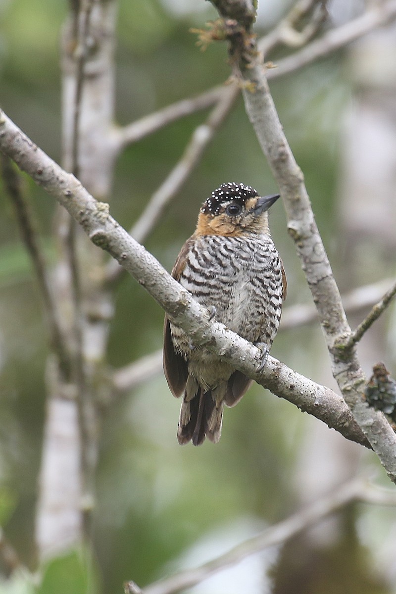 Ochre-collared Piculet - ML522994011