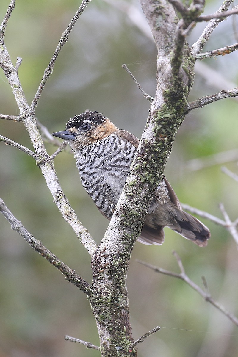 Ochre-collared Piculet - ML522994021