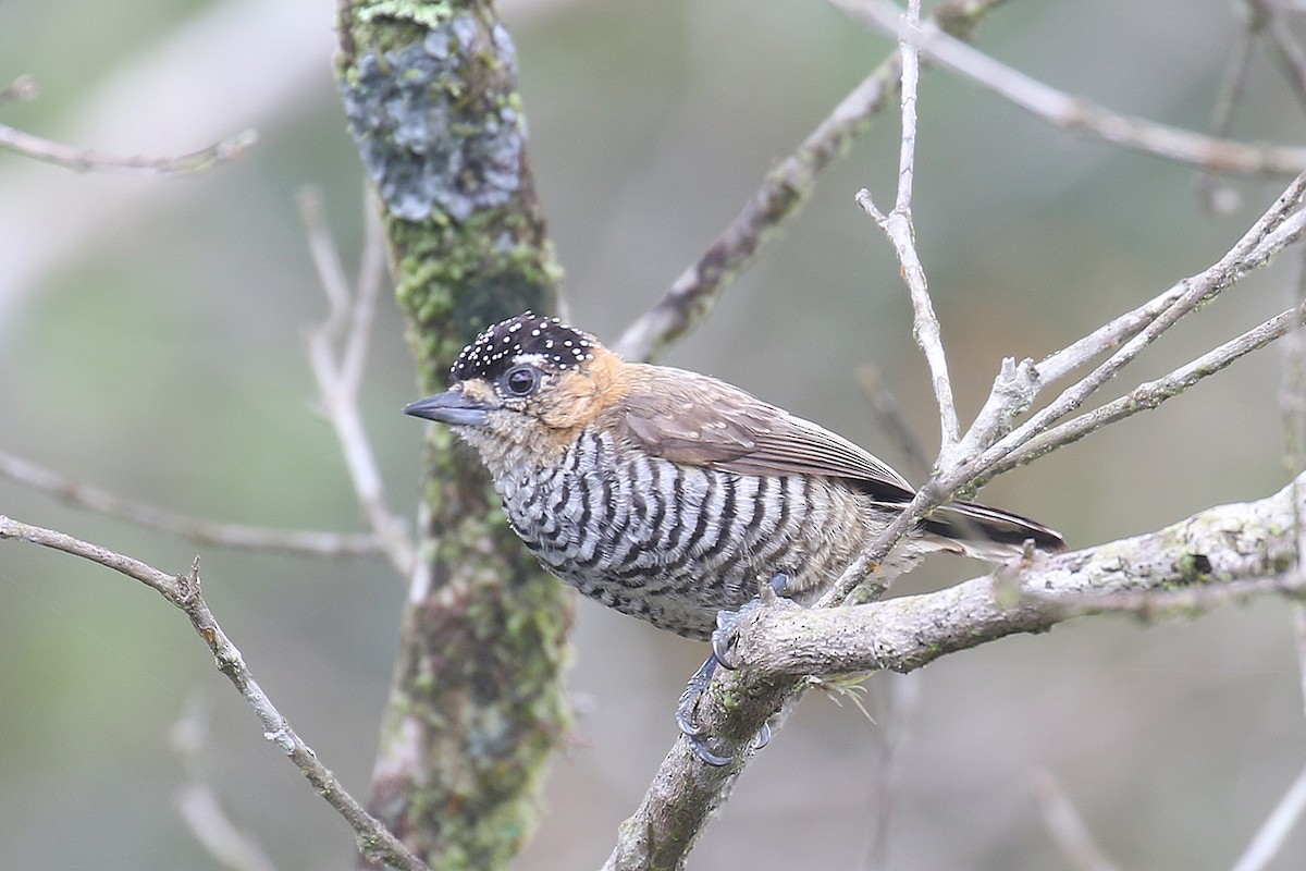 Ochre-collared Piculet - ML522994031