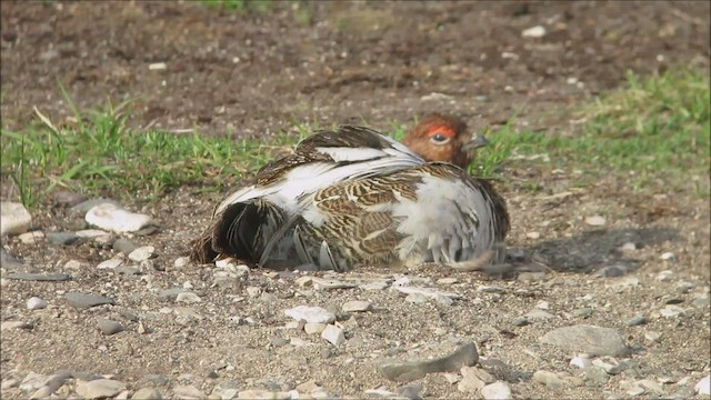 カラフトライチョウ - ML522994291