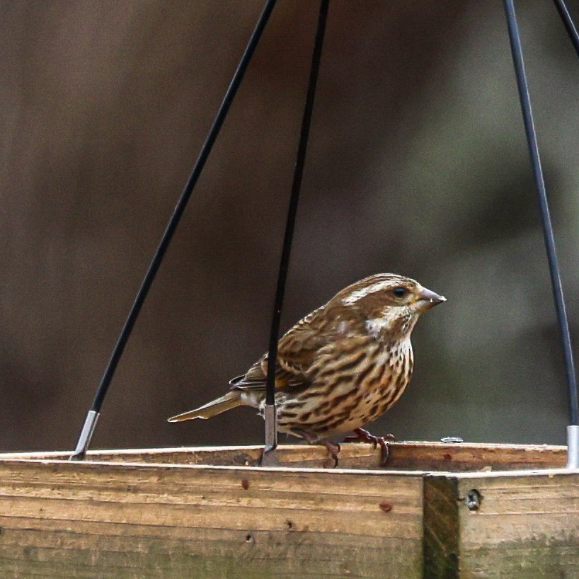 Purple Finch - ML522994751