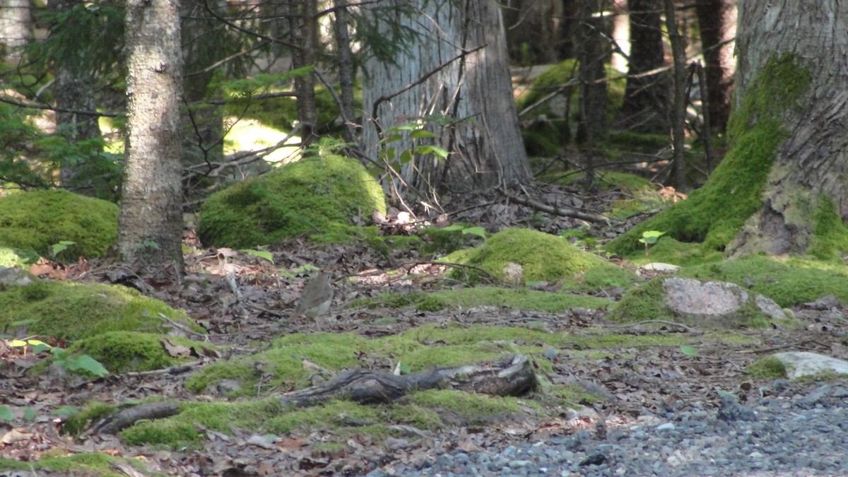 Hermit Thrush - ML522996041