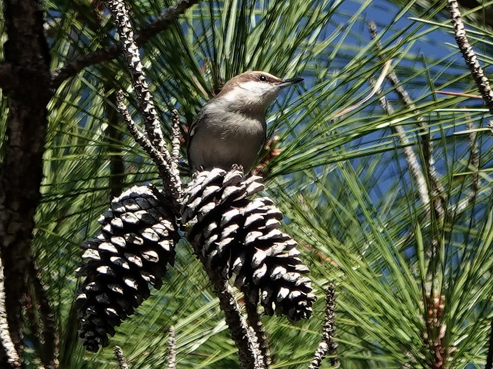 Brown-headed Nuthatch - ML522997541