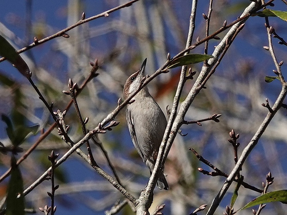 Brown-headed Nuthatch - ML522997601