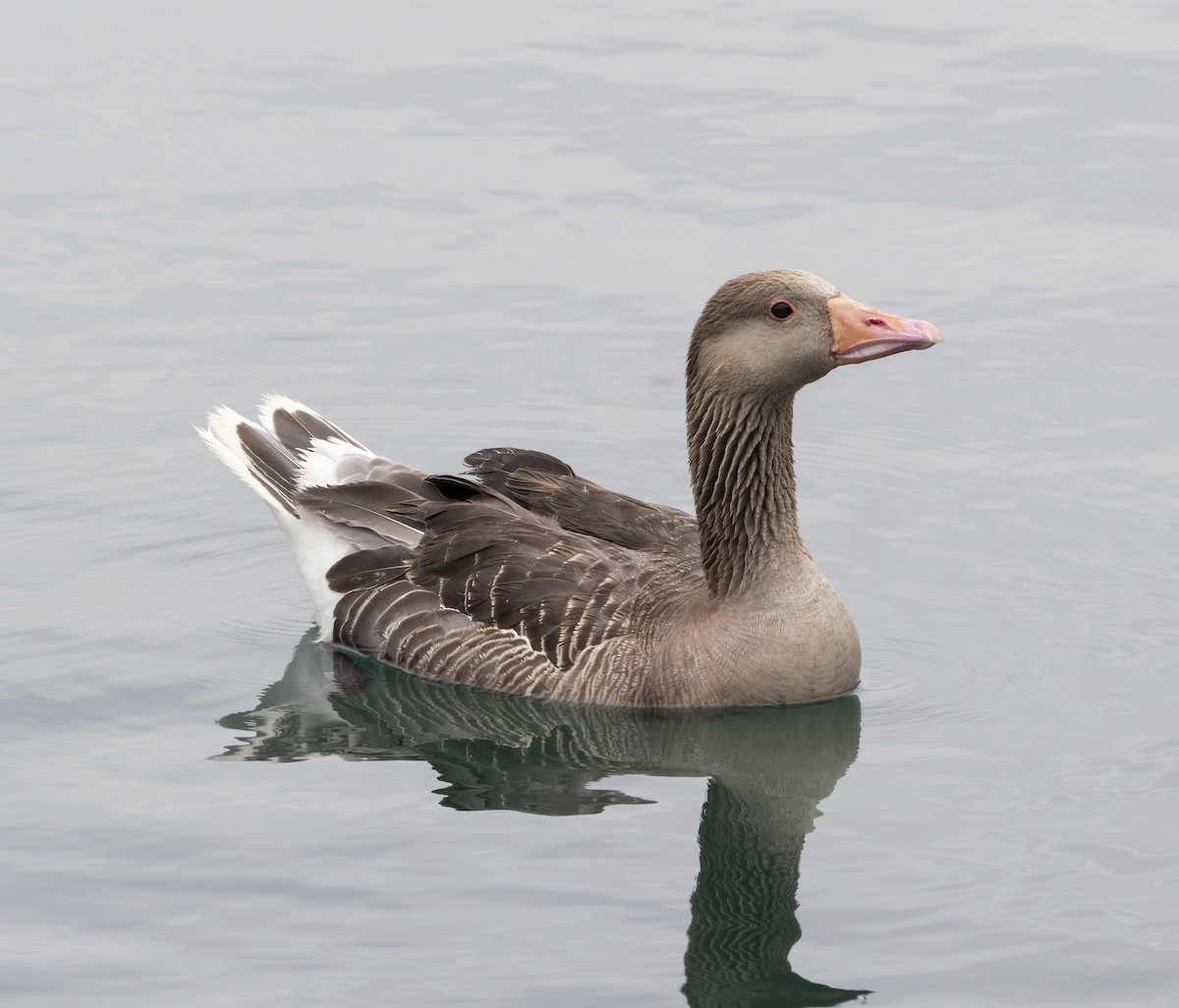 Graylag Goose (Domestic type) - ML522999531