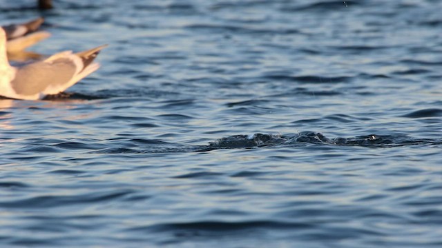 Red-breasted Merganser - ML522999861