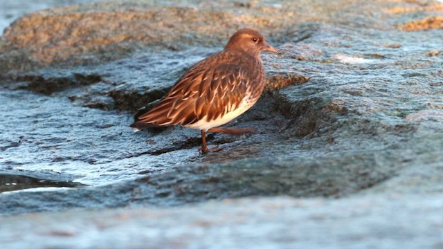 Black Turnstone - ML523000151