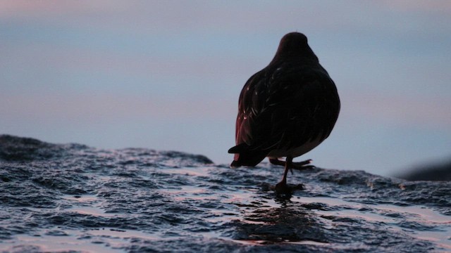 Black Turnstone - ML523000181