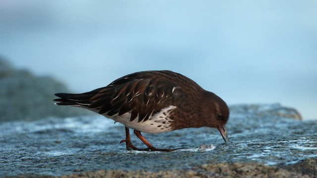 Black Turnstone - ML523000201