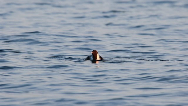 Ancient Murrelet - ML523000221