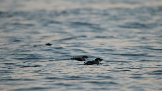 Ancient Murrelet - ML523000251