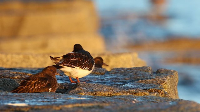 Black Turnstone - ML523000401