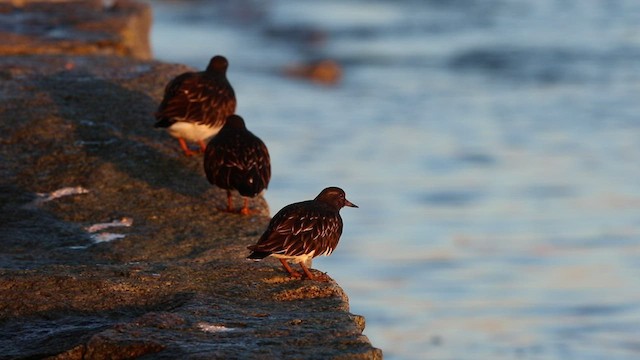 Black Turnstone - ML523000411