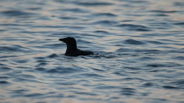 Rhinoceros Auklet - ML523000881