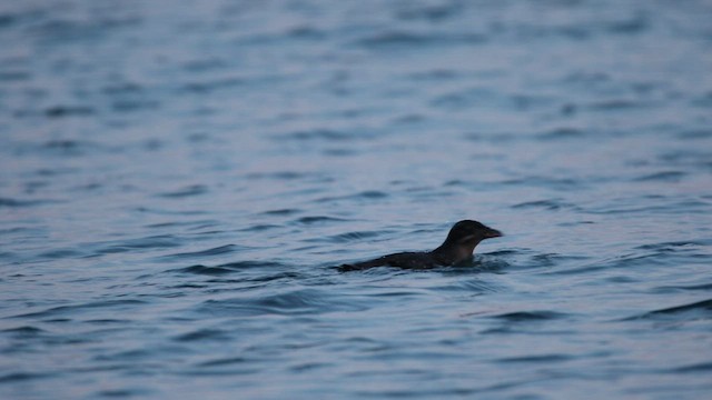 Rhinoceros Auklet - ML523000921