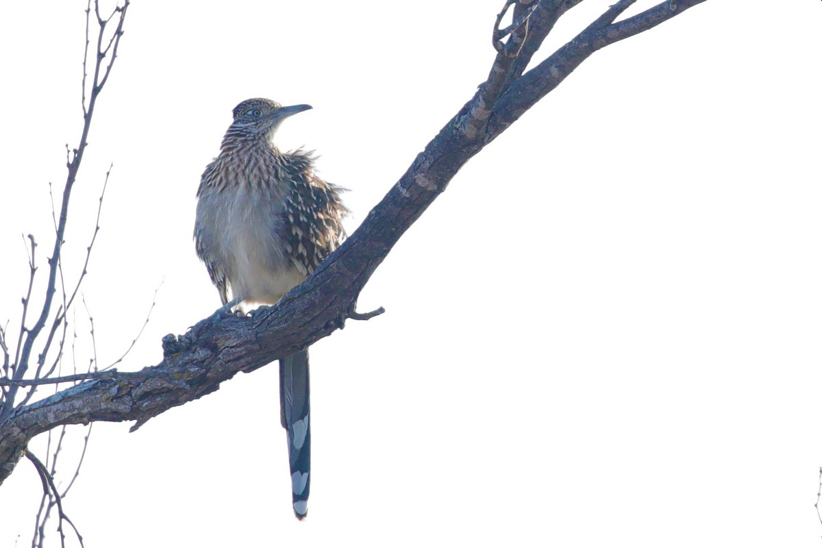 Greater Roadrunner - ML523000941