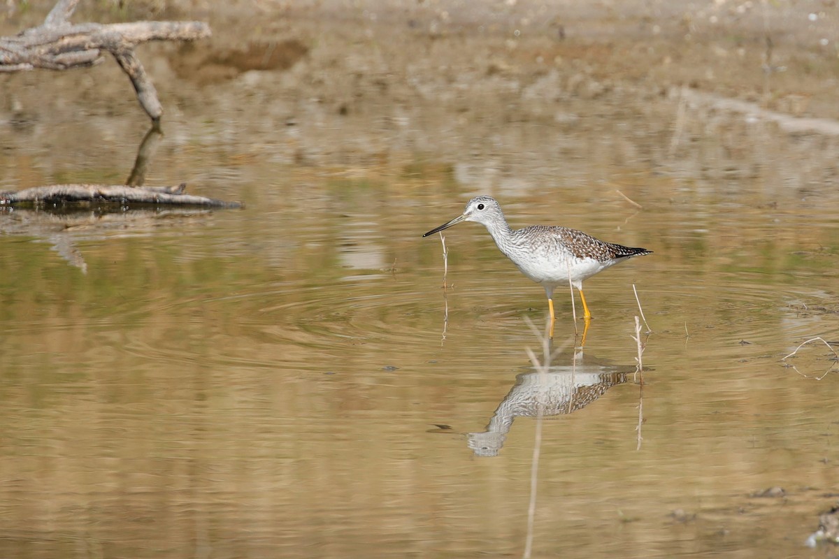 Greater Yellowlegs - JOEL STEPHENS