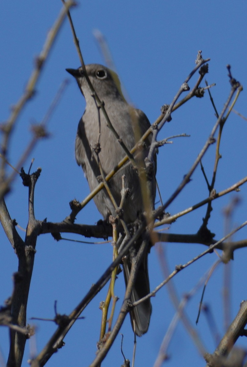 Townsend's Solitaire - amanda haney