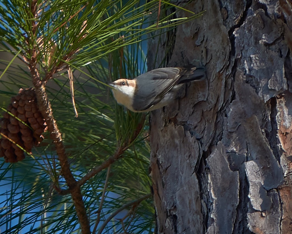 Brown-headed Nuthatch - ML523001661