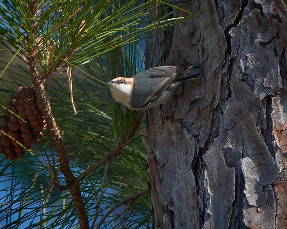 Brown-headed Nuthatch - ML523001661