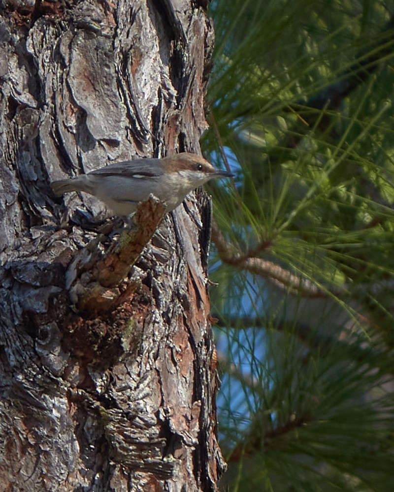 Brown-headed Nuthatch - ML523001671