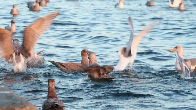 Gaviota de Bering - ML523001931