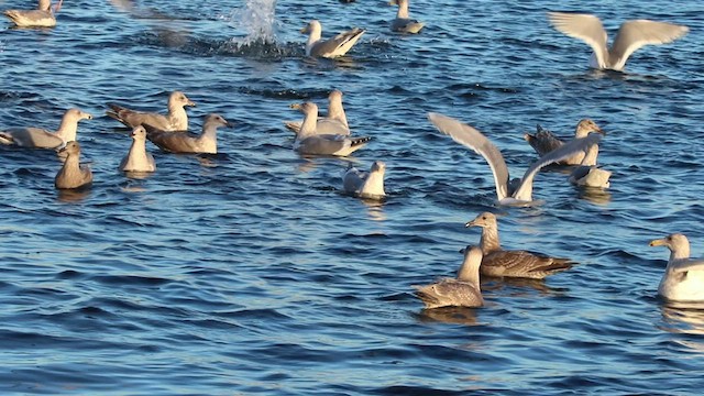 Goéland à ailes grises - ML523002061