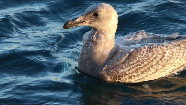 Gaviota de Bering - ML523002111