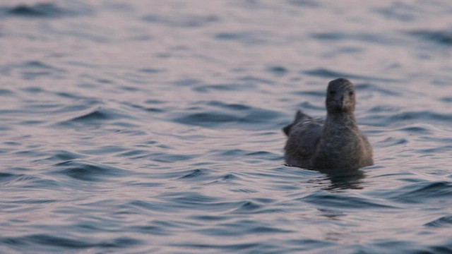 Gaviota de Bering - ML523002151