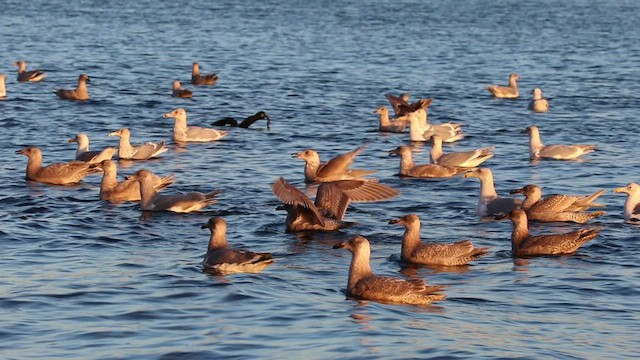 Gaviota de Bering - ML523002211