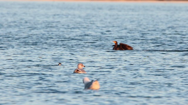 Double-crested Cormorant - ML523002261